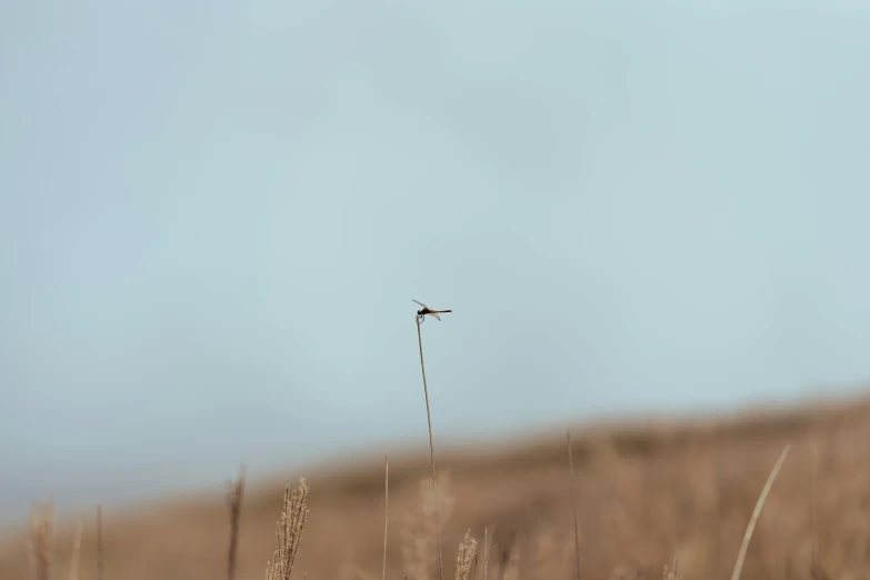 there is a stalk on top of the hill