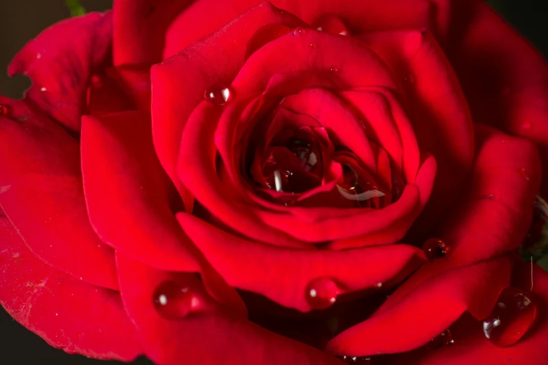 red rose with water drops on it