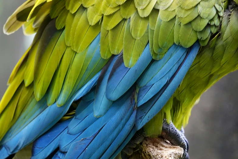 a green blue and yellow parrot sitting on top of a wooden stick