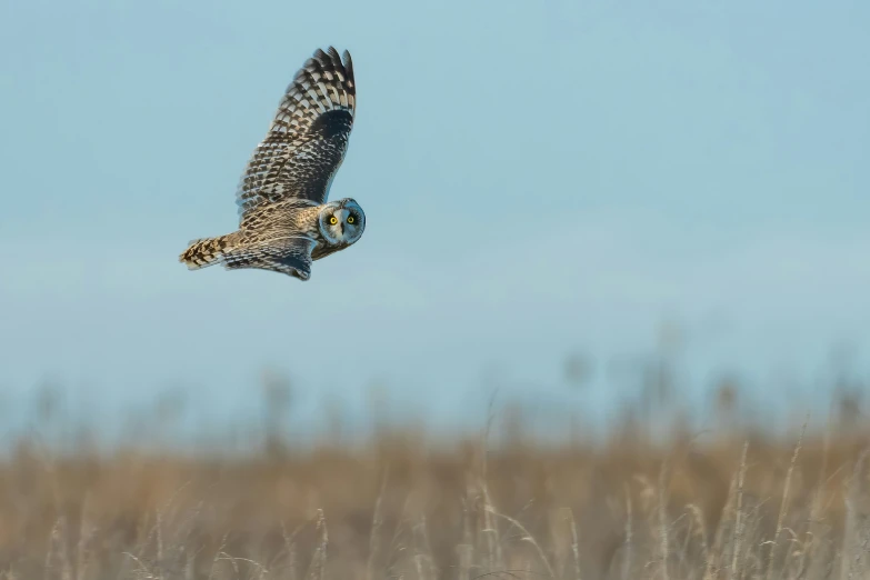 a owl flying over a dry grass field