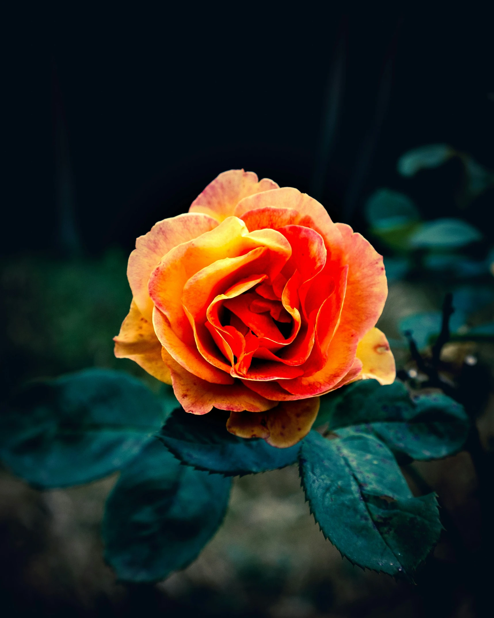 a bright orange rose bud in the midst of foliage