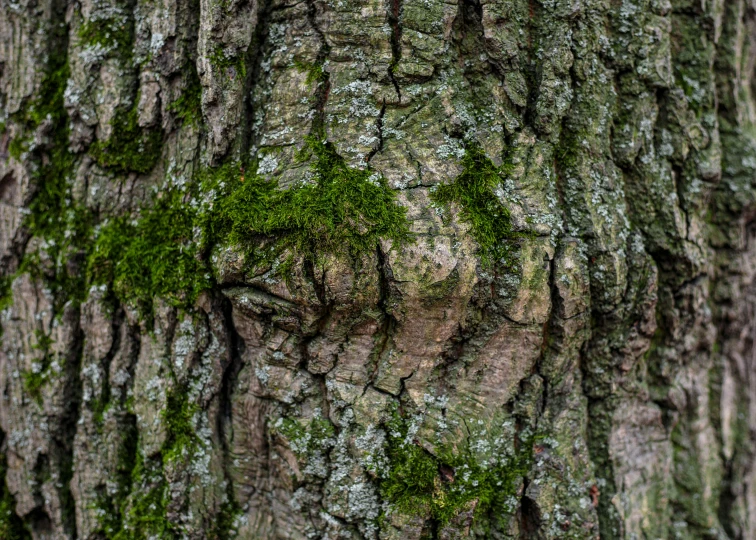 a heart carved into the bark of a large tree