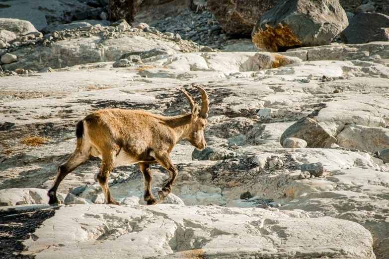 a brown goat standing on top of rock covered ground