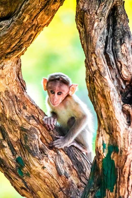 the monkey is peeking from between two pieces of a tree