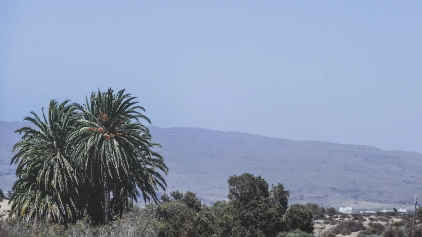 the large palm tree is near many small bushes