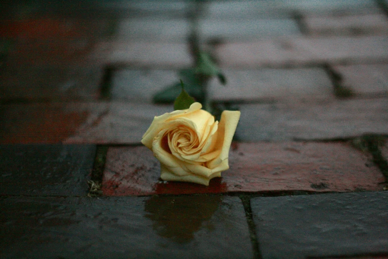 a small yellow rose bud in a rainy area