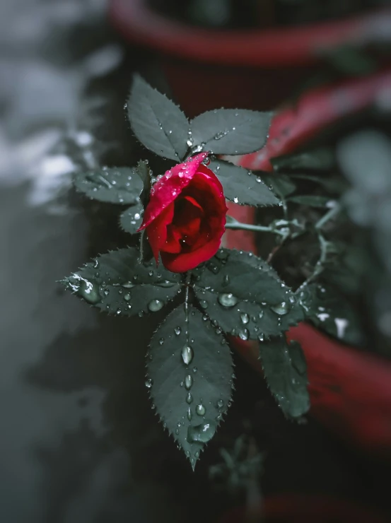 a single red rose that has fallen to the ground