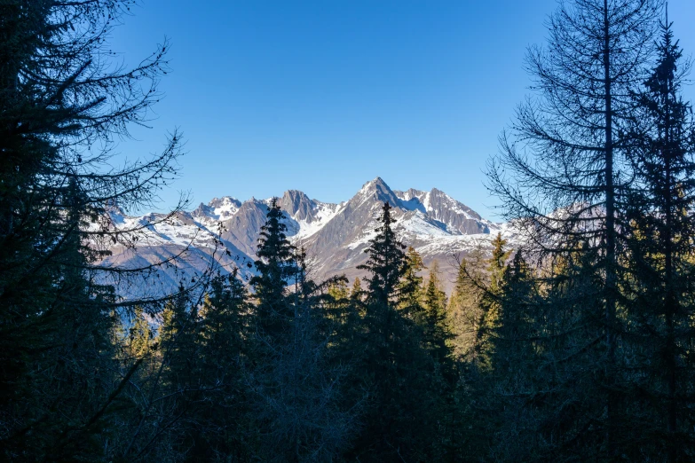 a number of trees and mountains near one another