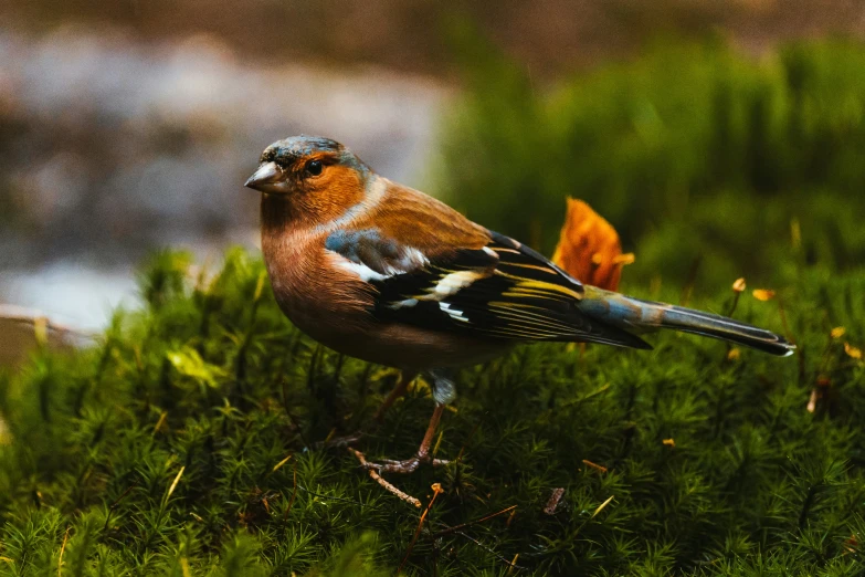 a brown and blue bird is sitting on some moss