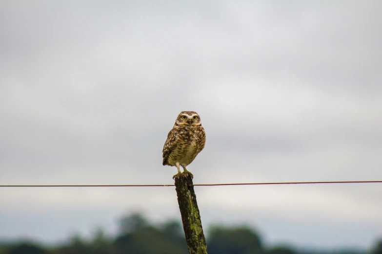 an owl sits on the end of a wooden pole