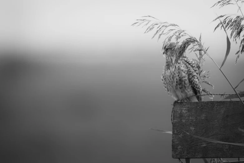 an owl perched on a fence near some reeds