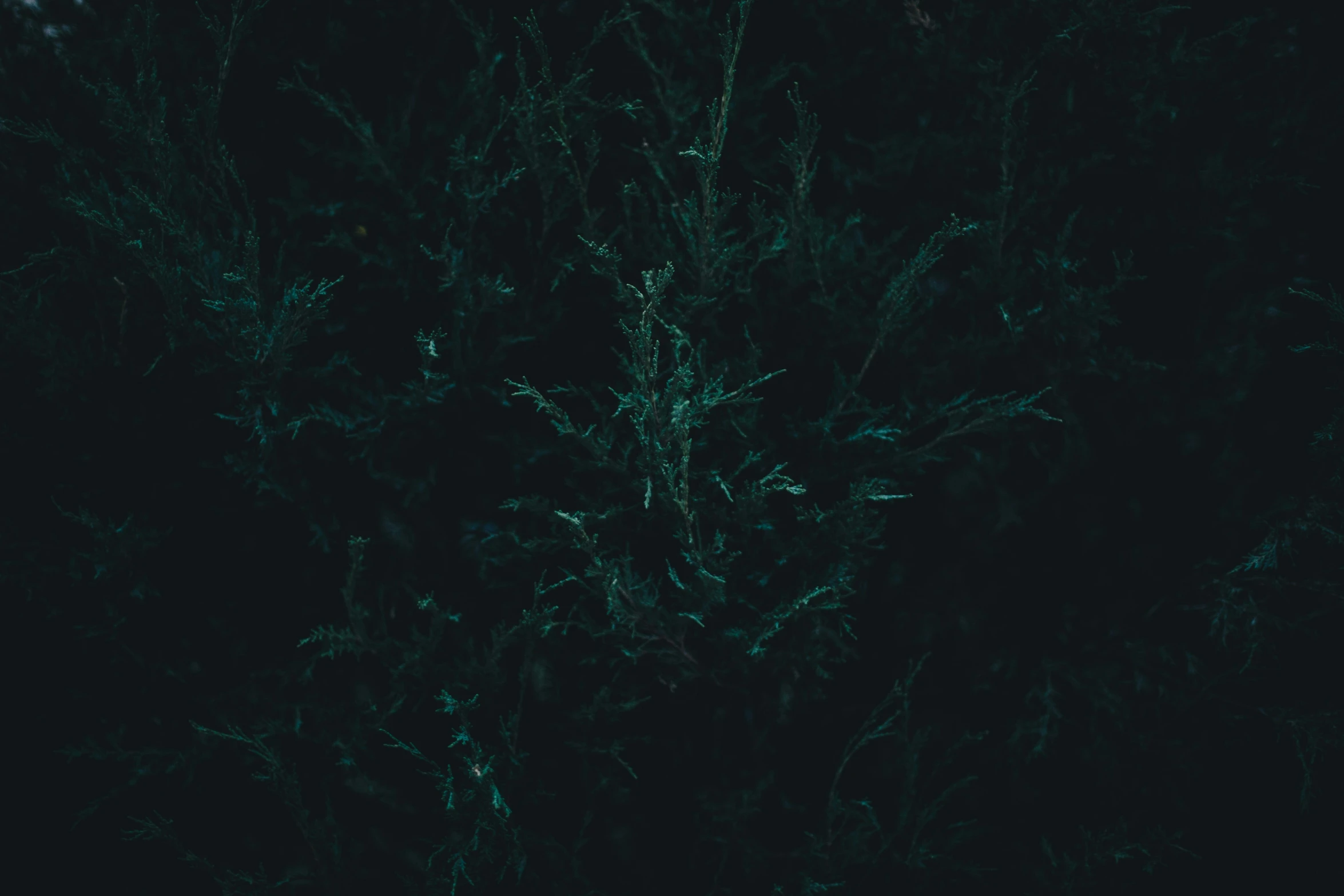 a very dark green tree with thin nches