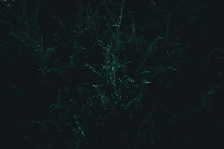 a very dark green tree with thin nches