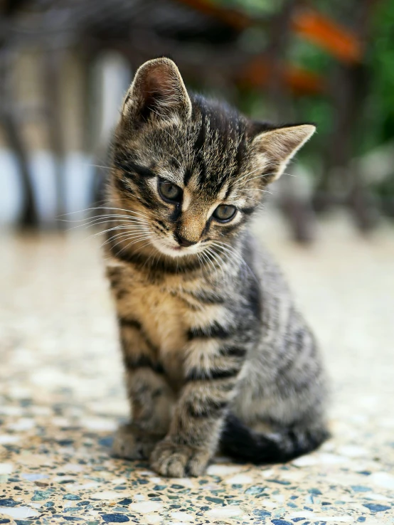 a little kitten sitting down and staring at the camera