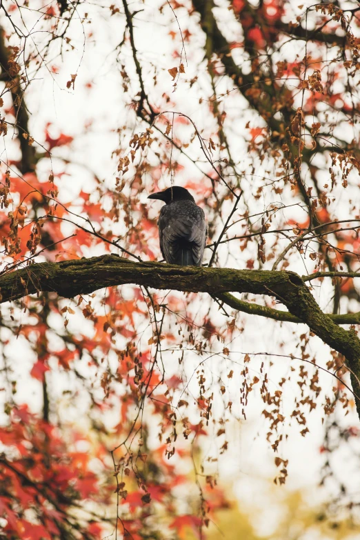 a bird is perched in a tree during autumn