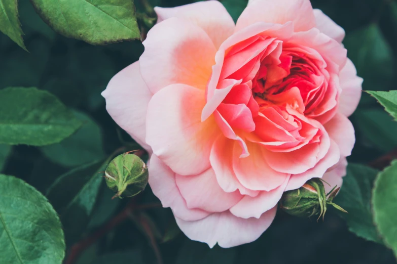 the bright pink flower is blooming in the field