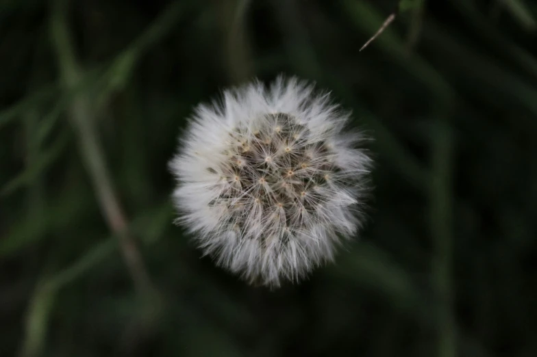 a dandelion plant with lots of small white seeds