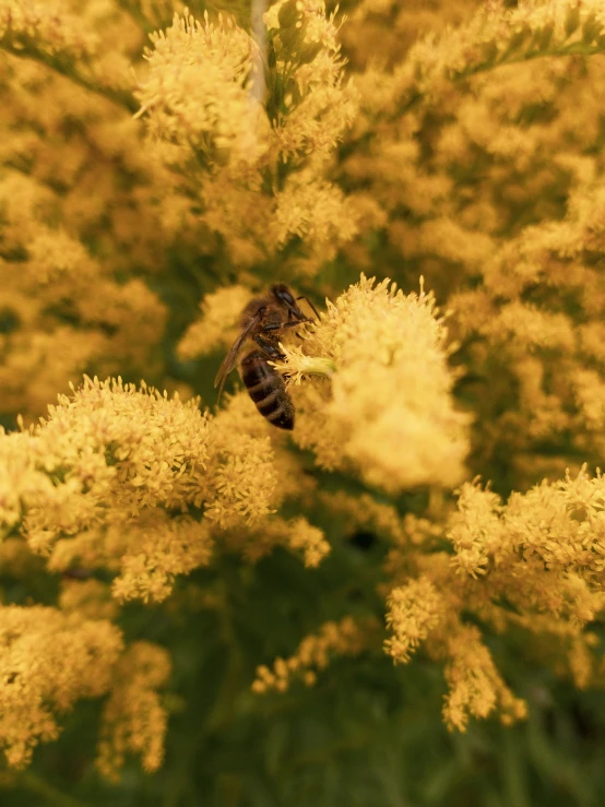 the small bee is on the flowering nch