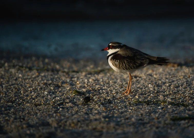 the bird is looking for food in the sand