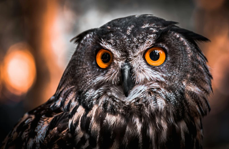 an orange eyed owl sitting outside during the day