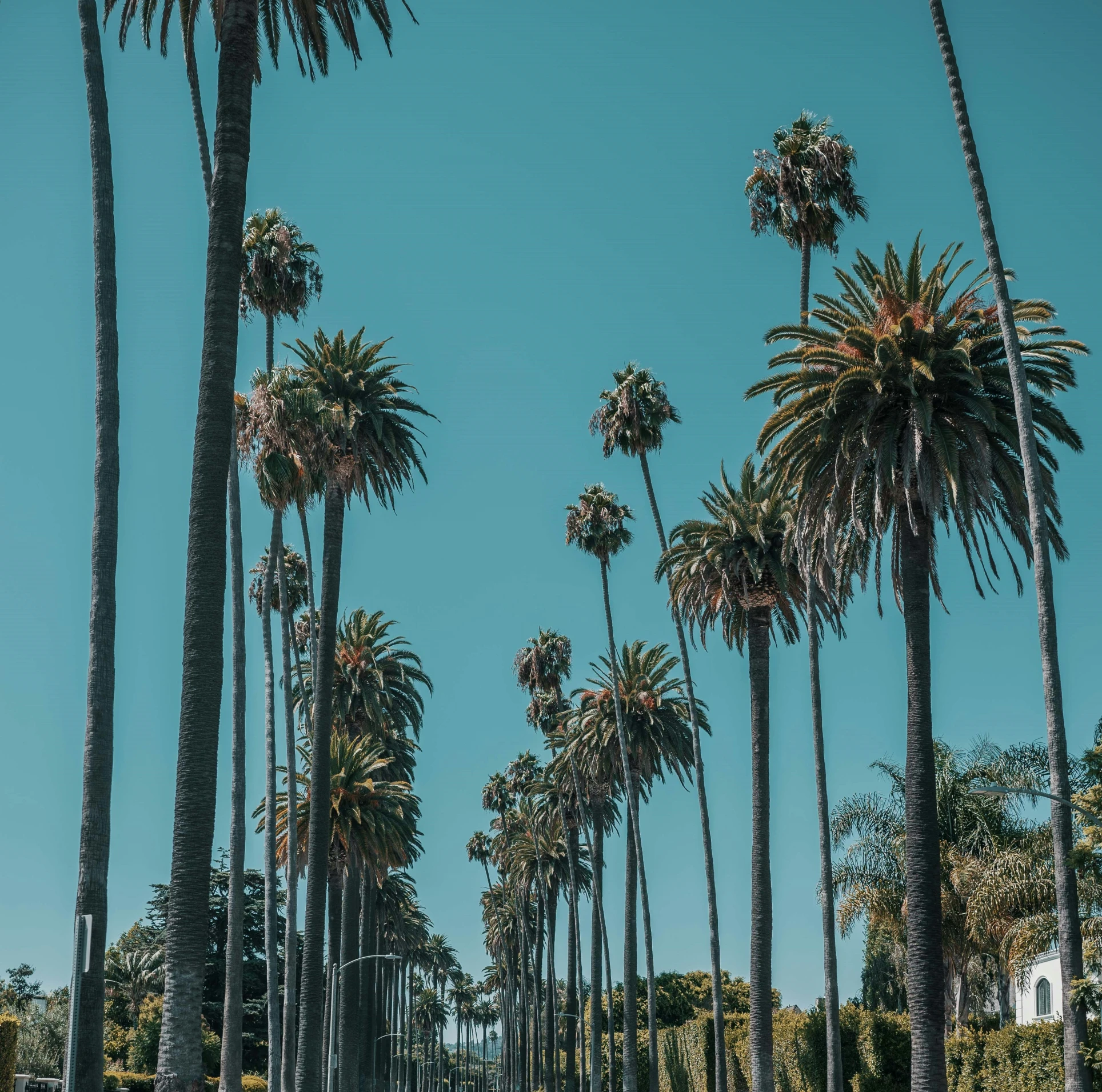 some very tall trees on the ground