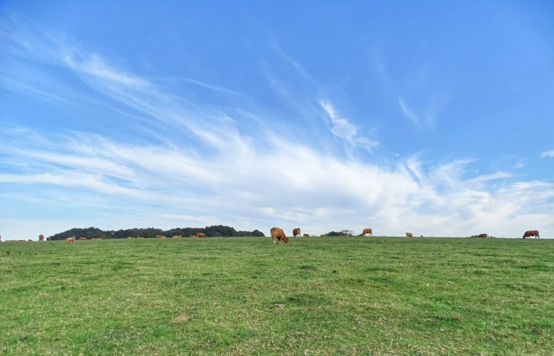 horses standing in a field with a sky background