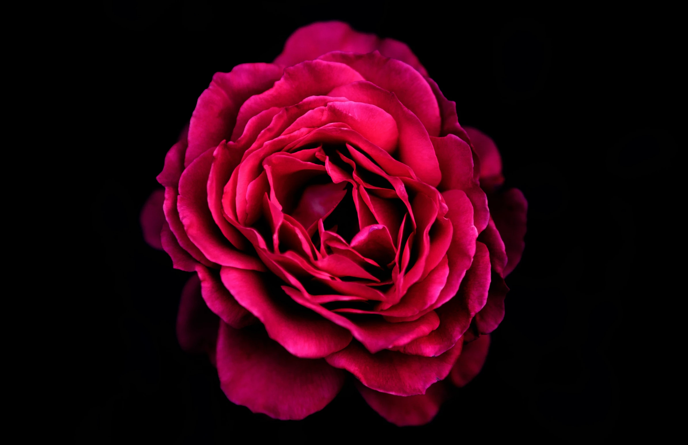 a large red rose on a black background