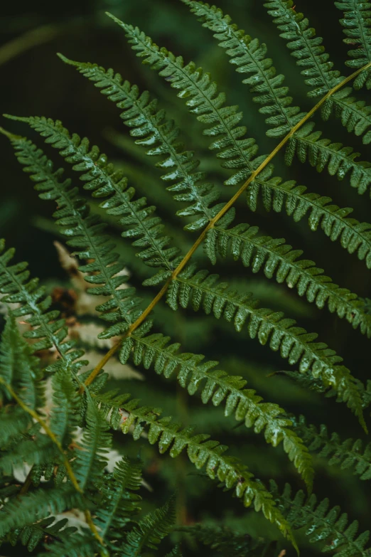 a bunch of green leaves on a tree