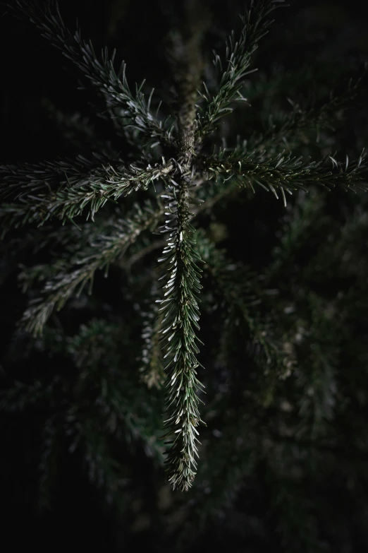 close up view of a tree nch in the dark