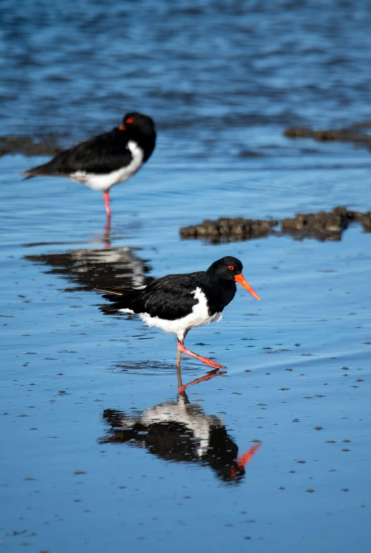 two birds standing in the water one black and one white