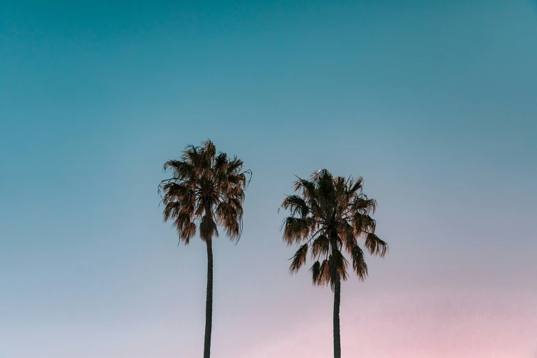 two palm trees are next to each other