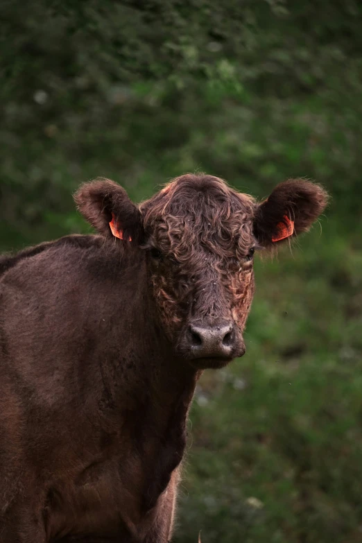 a cow stands in front of a grassy background