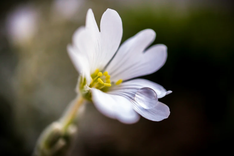 a flower that has white flowers with yellow stamen