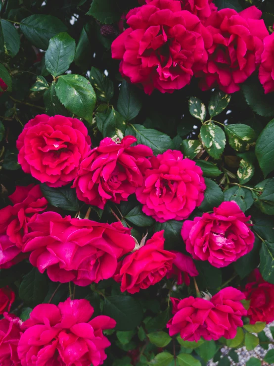 the beautiful red roses are blooming very high