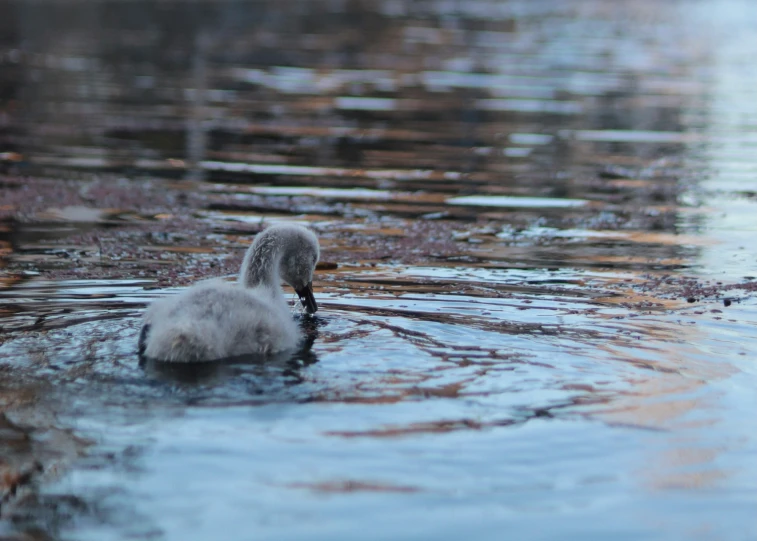 two birds swim side by side in the water