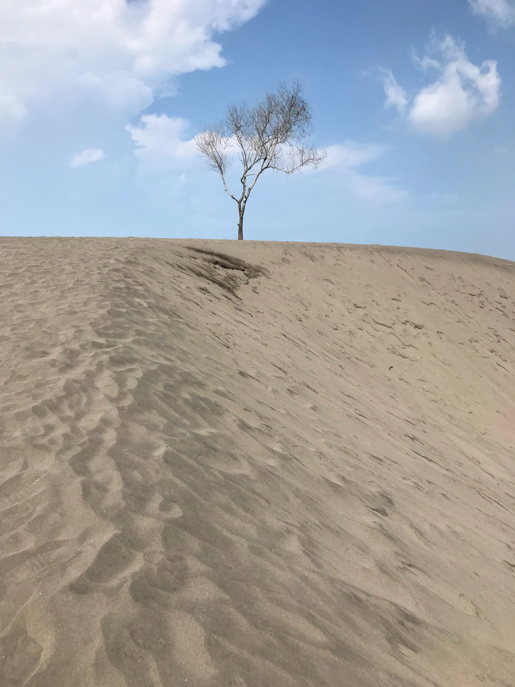 a lone tree in the middle of a desert