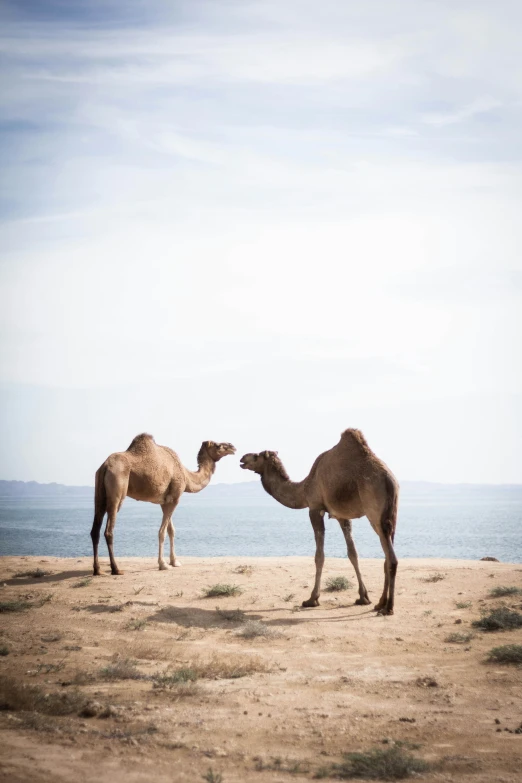 two camels standing in the dirt near water