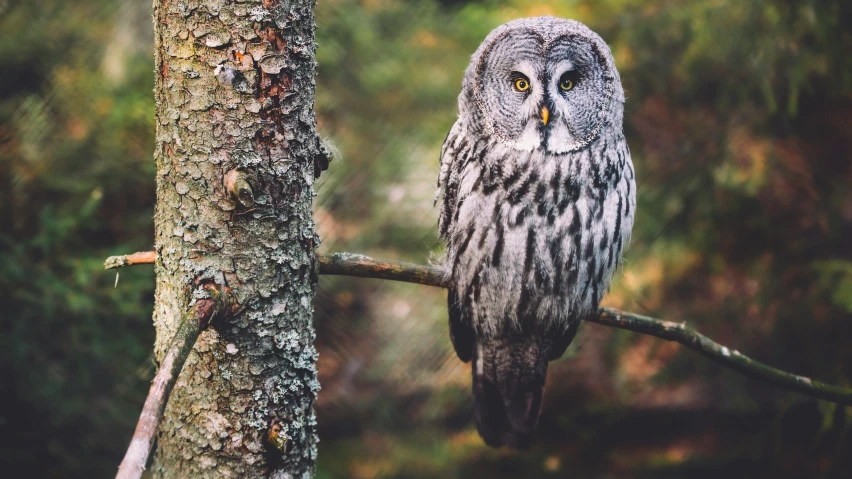 an owl perched on top of a tree nch