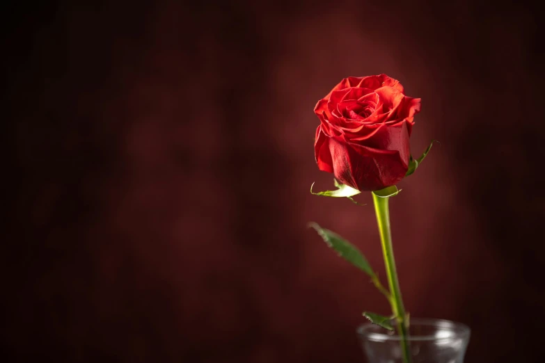 a red rose with leaves in a vase