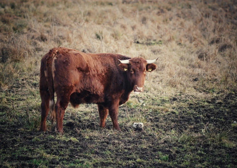 a brown cow standing in a field with two horns on