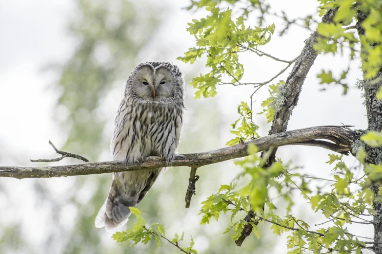 an owl sitting on the nch of a tree looking down