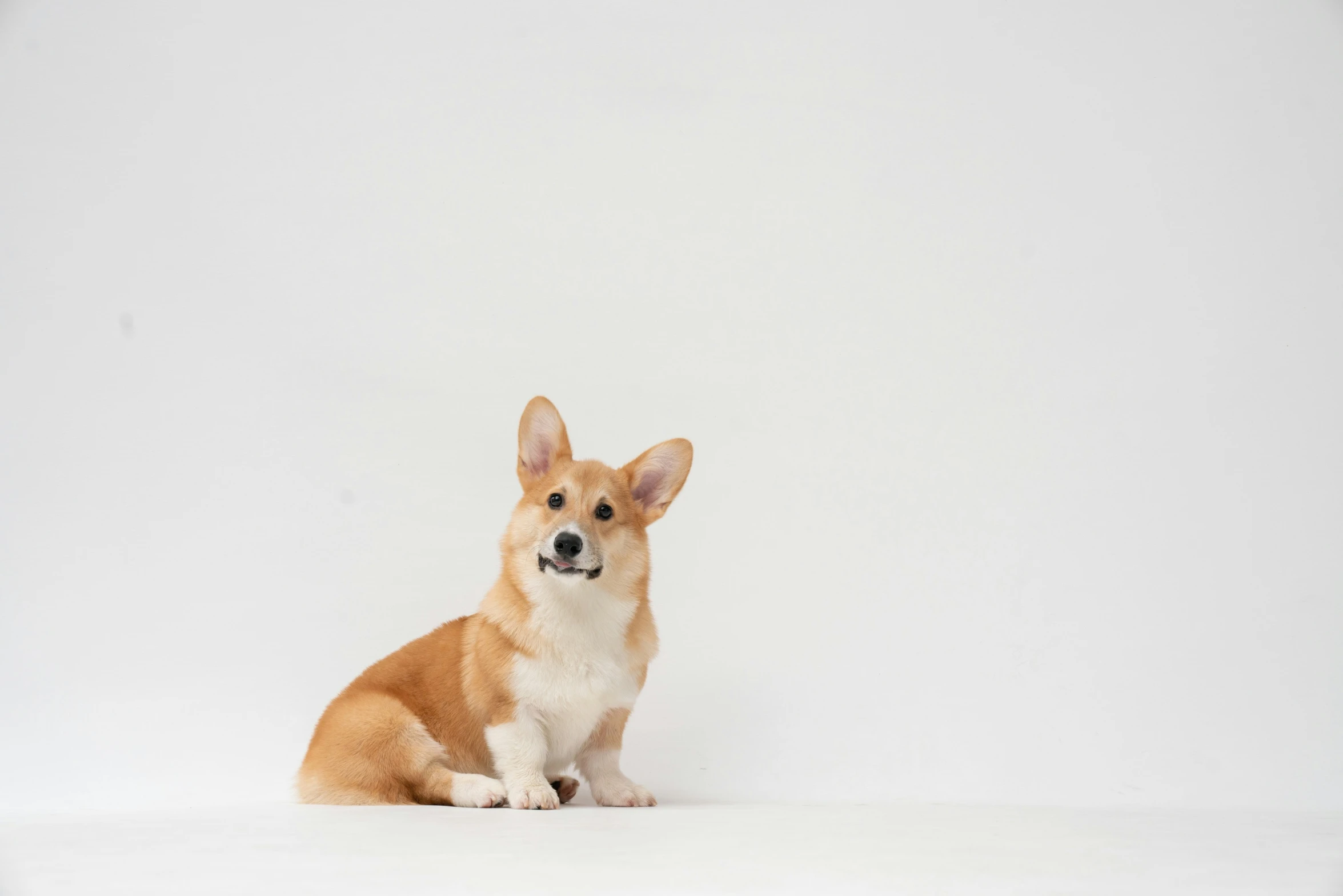 a corgi is sitting in the middle of a white background