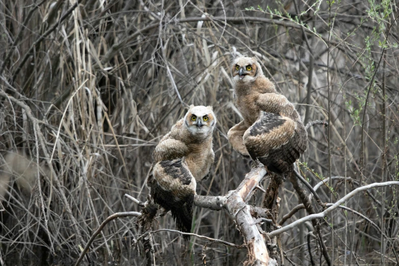 three brown and white monkeys in a tree