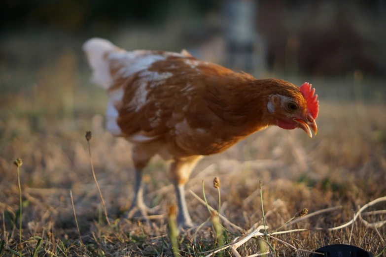 the rooster is standing next to the other chicken in the grass