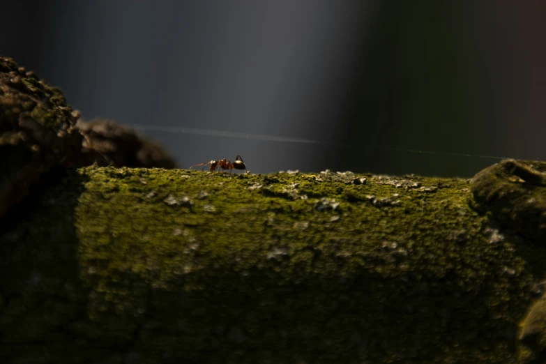 a small area with some mossy moss growing