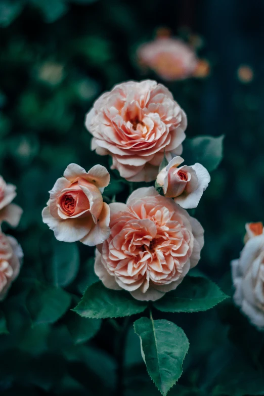 four pink flowers and some green leaves