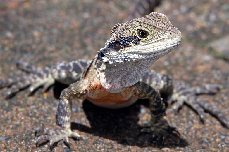 a small lizard sitting on the ground near one another