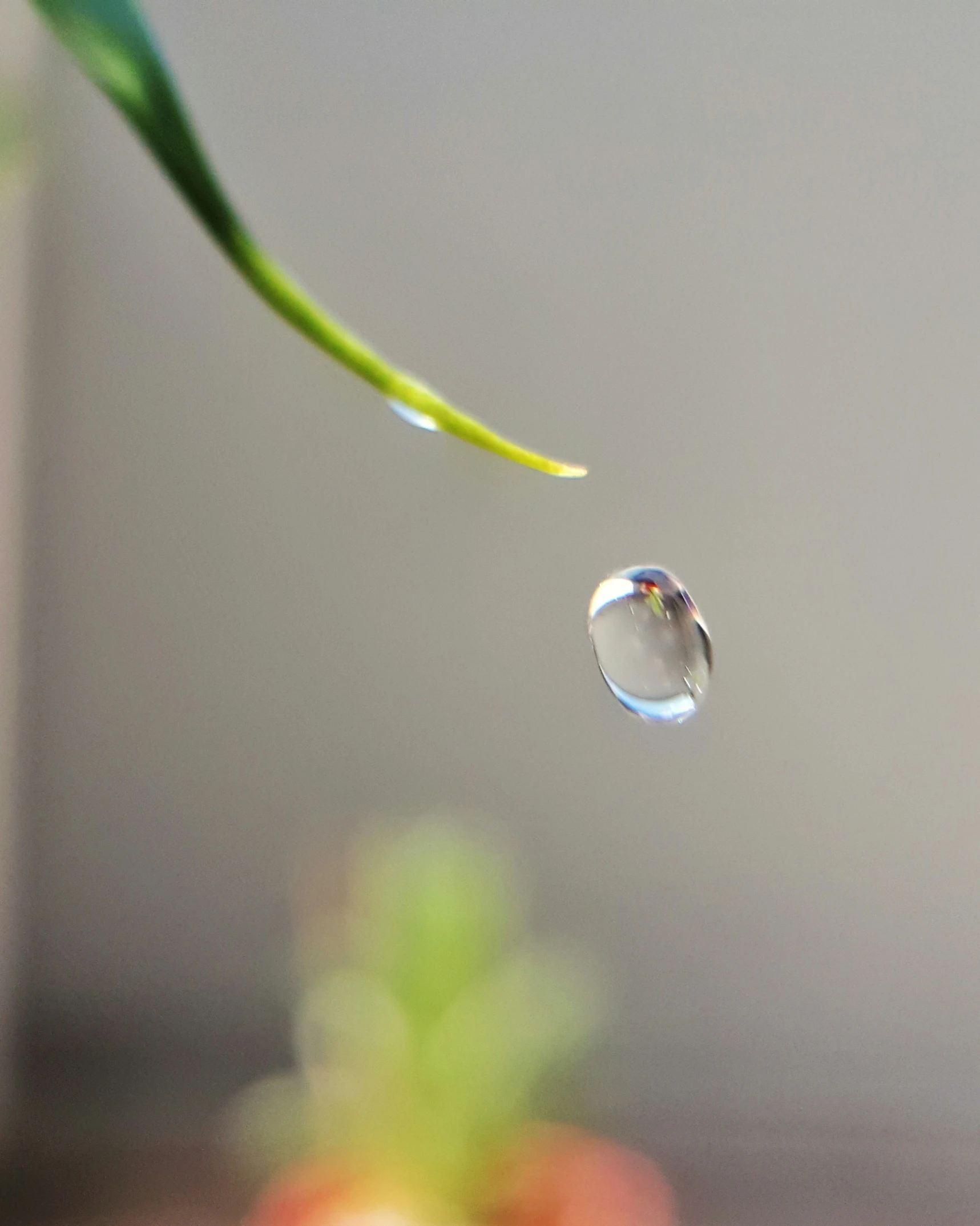 a drop of water with some very long stems in the background