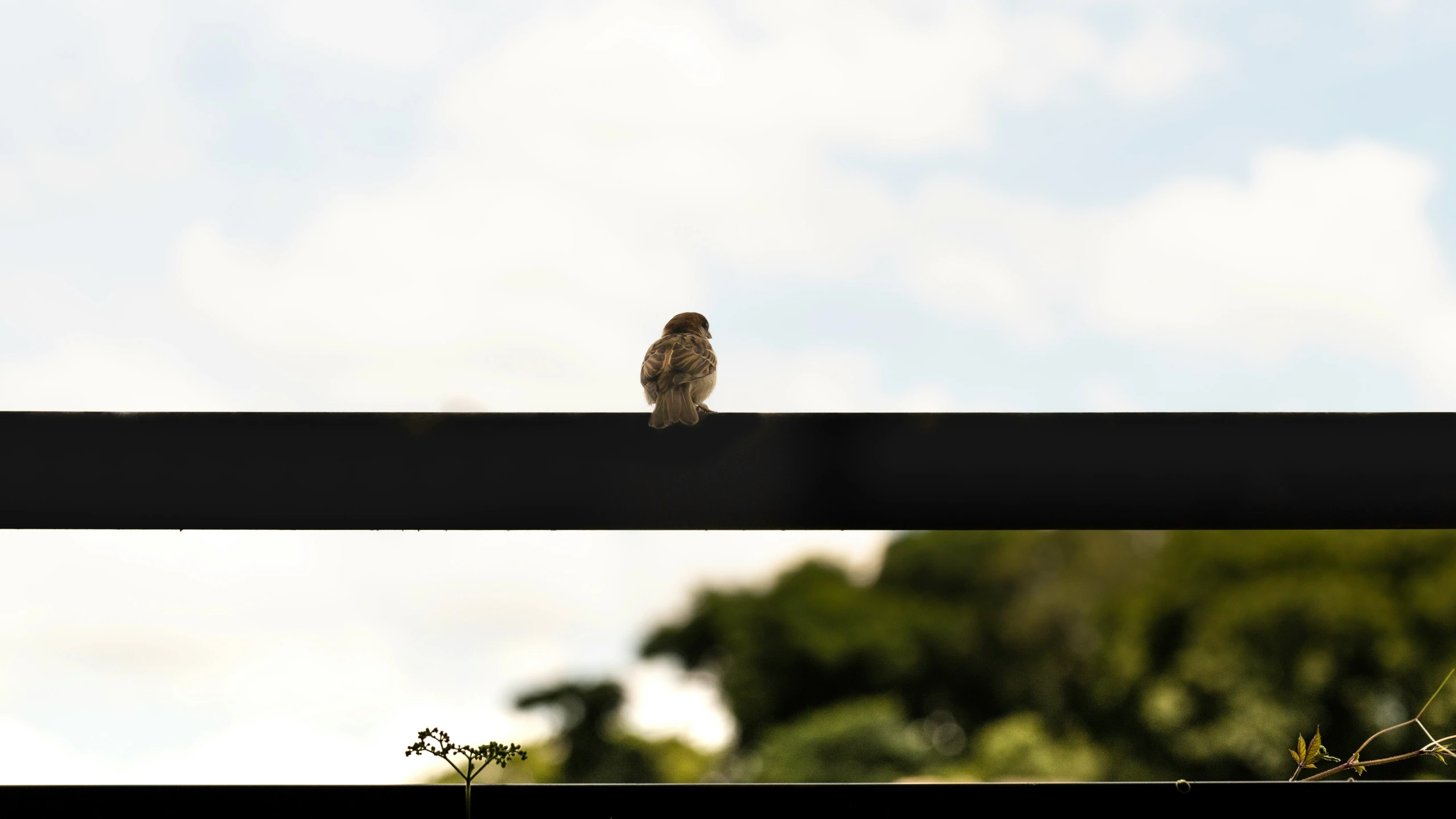 the bird is perched on the side of the fence