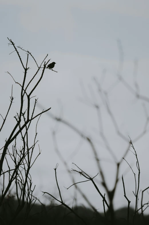 a nch with some birds perched on it